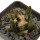 ARIOCARPUS bravoanus, 2,9 cm, SEEDLING