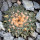 ARIOCARPUS kotschoubeyanus var. albiflorus, 3,2 cm, SEEDLING