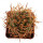 ERIOSYCE spec., 4,3 cm, grafted offset