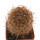 ERIOSYCE spec., 4 cm, grafted offset