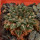 ARIOCARPUS kotschoubeyanus var. sladkovkyi PP 804, San Francisco, SLP., 2,8 cm, SEEDLING