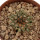 ARIOCARPUS kotschoubeyanus var. macdowellii, 2,7 cm, SEEDLING