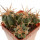 ECHINOCACTUS horizonthalonius X platyacanthus VZD 497, 5,8 (5) cm,  SEEDLING
