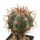 ECHINOCACTUS horizonthalonius X platyacanthus VZD 1037, 6 cm, grafted SEEDLING