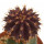 UEBELMANNIA buiningii, 3 cm, grafted  