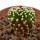 MAMMILLARIA luethyi, 1,8 cm, SEEDLING