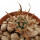 TOUMEYA papyracantha, Snow Flake, 2,8 cm, own roots, rooted offset 