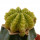 AZTEKIUM ritteri cv. Nishiki, 2,5 cm, grafted offset
