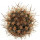 SCLEROCACTUS pubispinus SB 1013, Millard, 4 cm, grafted offset