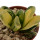 HAWORTHIA truncata cv. Seiko Nishiki, 4,6 cm, rooted offset