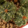 AZTEKIUM ritteri, 2,5 (1,5) cm, SEEDLING
