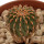 GEOHINTONIA mexicana, 1,7 cm, SEEDLING