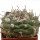 TURBINICARPUS jauernigii, 5,3 cm, SEEDLING