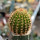 JASMINOCEREUS thouarsii var. sclerocarpus clone 1, Isabela, Galapagos, 3,7 cm, grafted offset