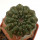 EUPHORBIA gymnocalycioides, 3,4 cm, grafted offset