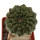 EUPHORBIA gymnocalycioides, 3,6 cm, grafted offset