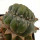 LOPHOPHORA williamsii f. cristate, 3,3 (2,8) cm, grafted offset