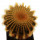 UEBELMANNIA pectinifera var. eriocactoides, 6 cm, grafted offset