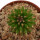 UEBELMANNIA meninensis var. rubra RNK 22, 2,5 cm, SEEDLING