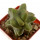 LOPHOCEREUS schottii f. monstrose, 7 cm, rooted offset