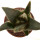 ARIOCARPUS trigonus, illustrative photo