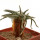 AVONIA quinaria ssp. alstonii, pot 5 cm, SEEDLING