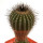 UEBELMANNIA pectinifera var. inhaiensis n.n. f. long spines selection, 3,8 cm, grafted offset