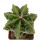 ASTROPHYTUM cv. Hekiran Fukuryu, clone 3, pot 5 cm, grafted offset