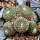 BLOSSFELDIA spec., 2,3 cm, six headed SEEDLING
