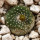 BLOSSFELDIA spec., 1,2 cm, SEEDLING