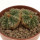 AZTEKIUM ritteri, 3,5 cm pot
