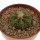 AZTEKIUM ritteri, 3,5 cm pot