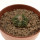AZTEKIUM ritteri, 3,5 cm pot
