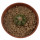 AZTEKIUM ritteri, 3,5 cm pot