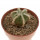 AZTEKIUM hintonii, 3,5 cm pot