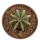 AZTEKIUM hintonii, 3,5 cm pot