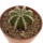 AZTEKIUM hintonii, 3,5 cm pot