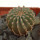 GEOHINTONIA mexicana, 2,3 cm