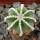 AZTEKIUM hintonii, pot 6 cm