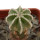 AZTEKIUM hintonii, pot 6 cm