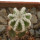 AZTEKIUM hintonii, pot 6 cm