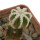 AZTEKIUM hintonii, pot 6 cm