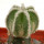 AZTEKIUM hintonii, pot 6 cm