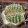 AZTEKIUM ritteri f. cristate, pot 6 cm, grafted offset