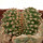 AZTEKIUM ritteri f. cristate, pot 6 cm, grafted offset