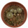 BLOSSFELDIA fechseri, one pot 6 cm