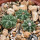 AZTEKIUM ritteri, 1 pot 6 cm