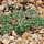 AZTEKIUM ritteri, 1 pot 6 cm