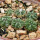 AZTEKIUM ritteri, 1 pot 6 cm