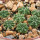 AZTEKIUM ritteri, 1 pot 6 cm